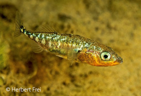 Der dreistachlige Stichling (Gasterosteus aculeatus) - Fisch des Jahres 2018