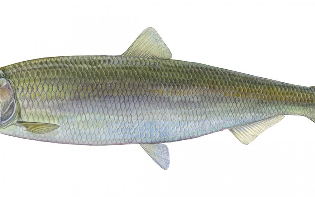 Der Hering (Clupea harengus) bleibt auch im Jahr 2022 Fisch des Jahres