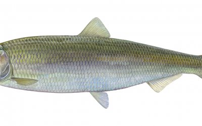 Der Hering (Clupea harengus) bleibt auch im Jahr 2022 Fisch des Jahres