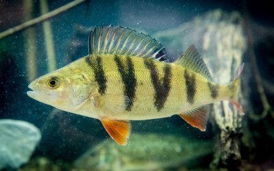 Der Flussbarsch (Perca fluviatilis) wird Fisch des Jahres 2023