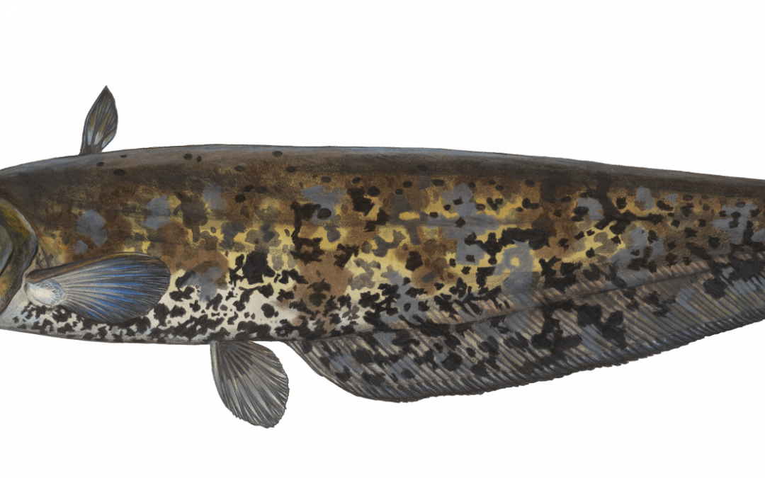 Der Europäische Wels ist „Fisch des Jahres 2026“