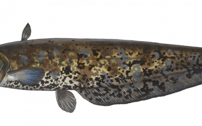 Der Europäische Wels ist „Fisch des Jahres 2026“